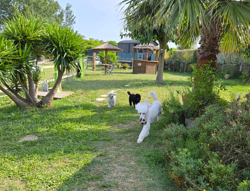 Les chiots