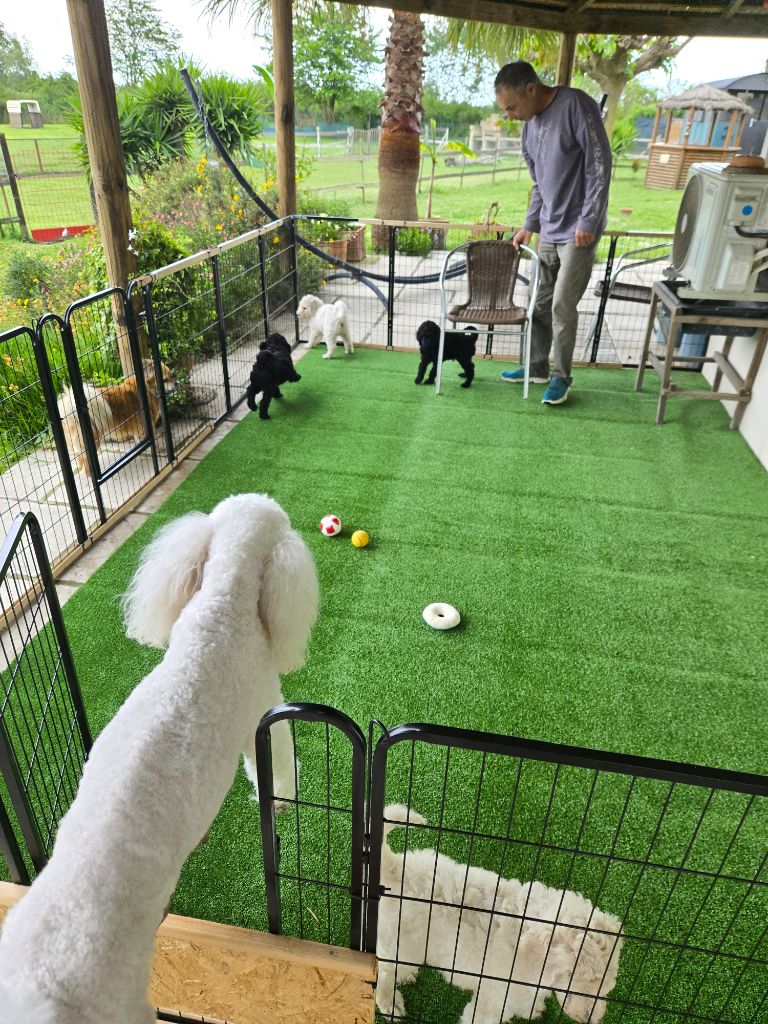 Les chiots