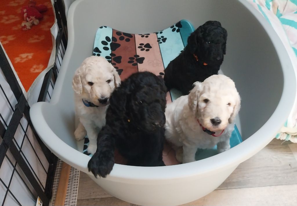 LES CHIOTS