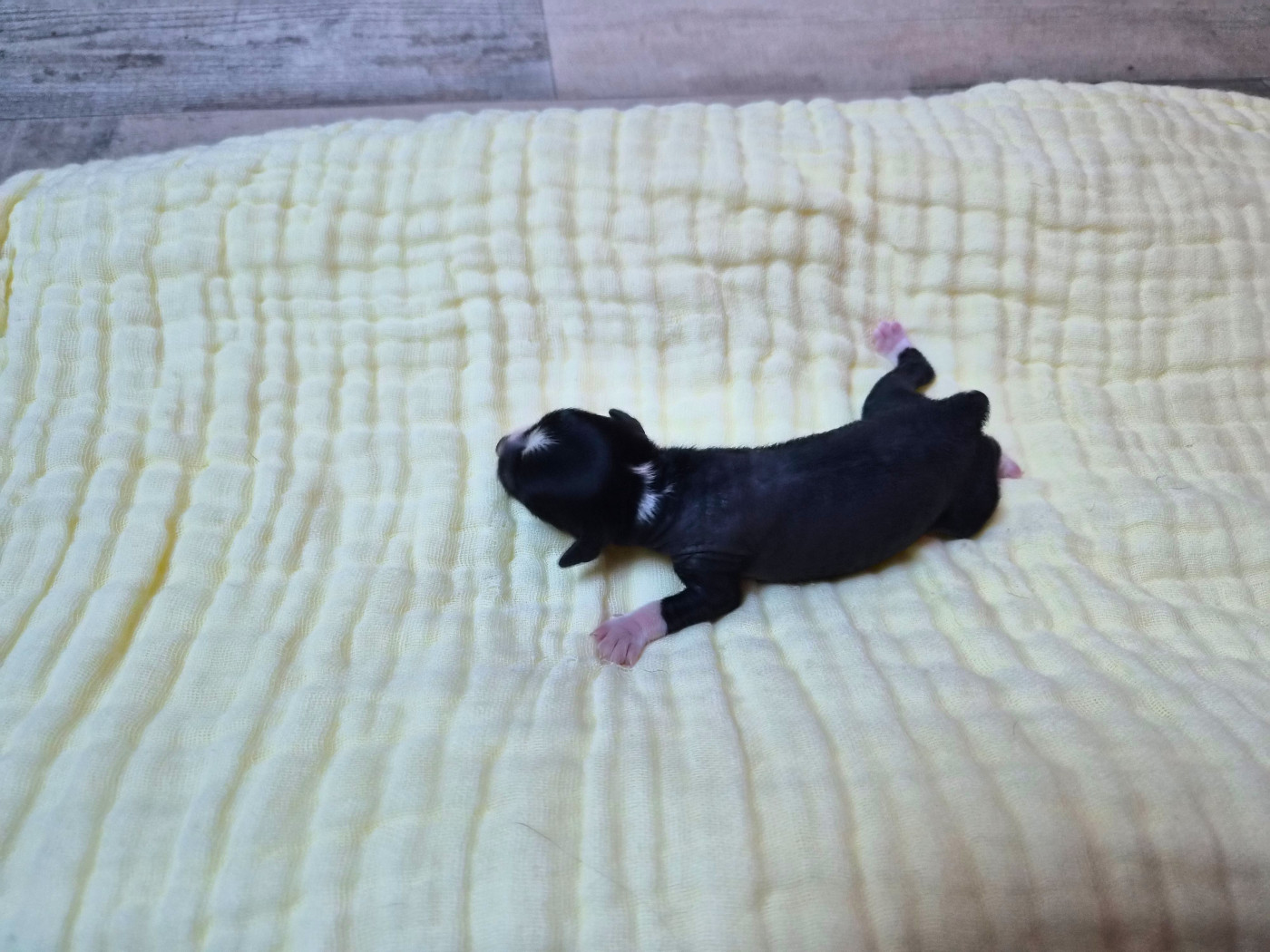 Pacific Farm - Chiots disponibles - Chien chinois à crête