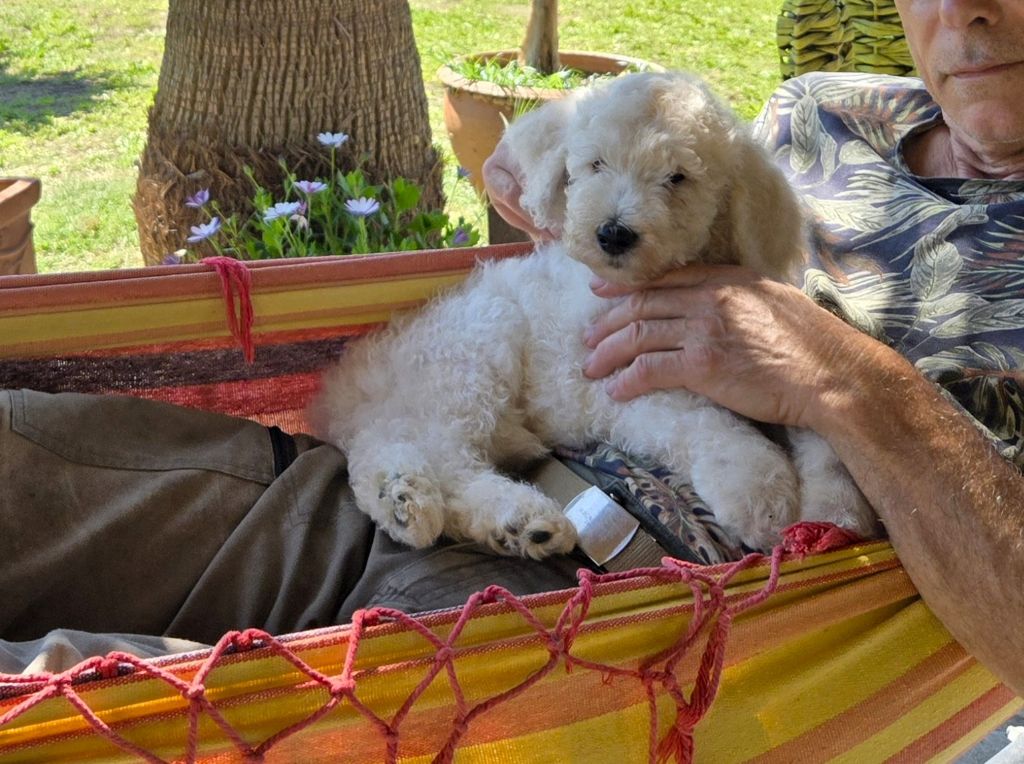 Pacific Farm - Chiots disponibles - Caniche