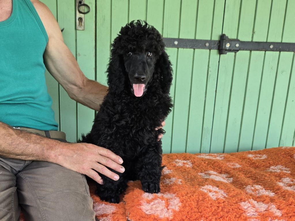 Pacific Farm - Chiots disponibles - Caniche