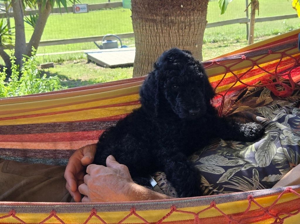 Pacific Farm - Chiots disponibles - Caniche